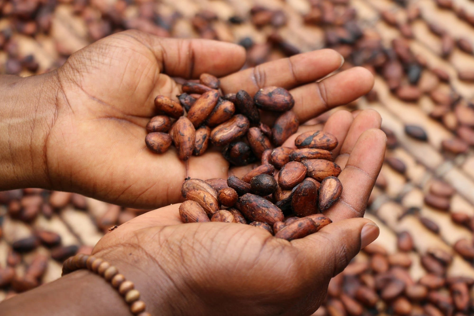 Two hands holding dried cocoa beans over a drying tray