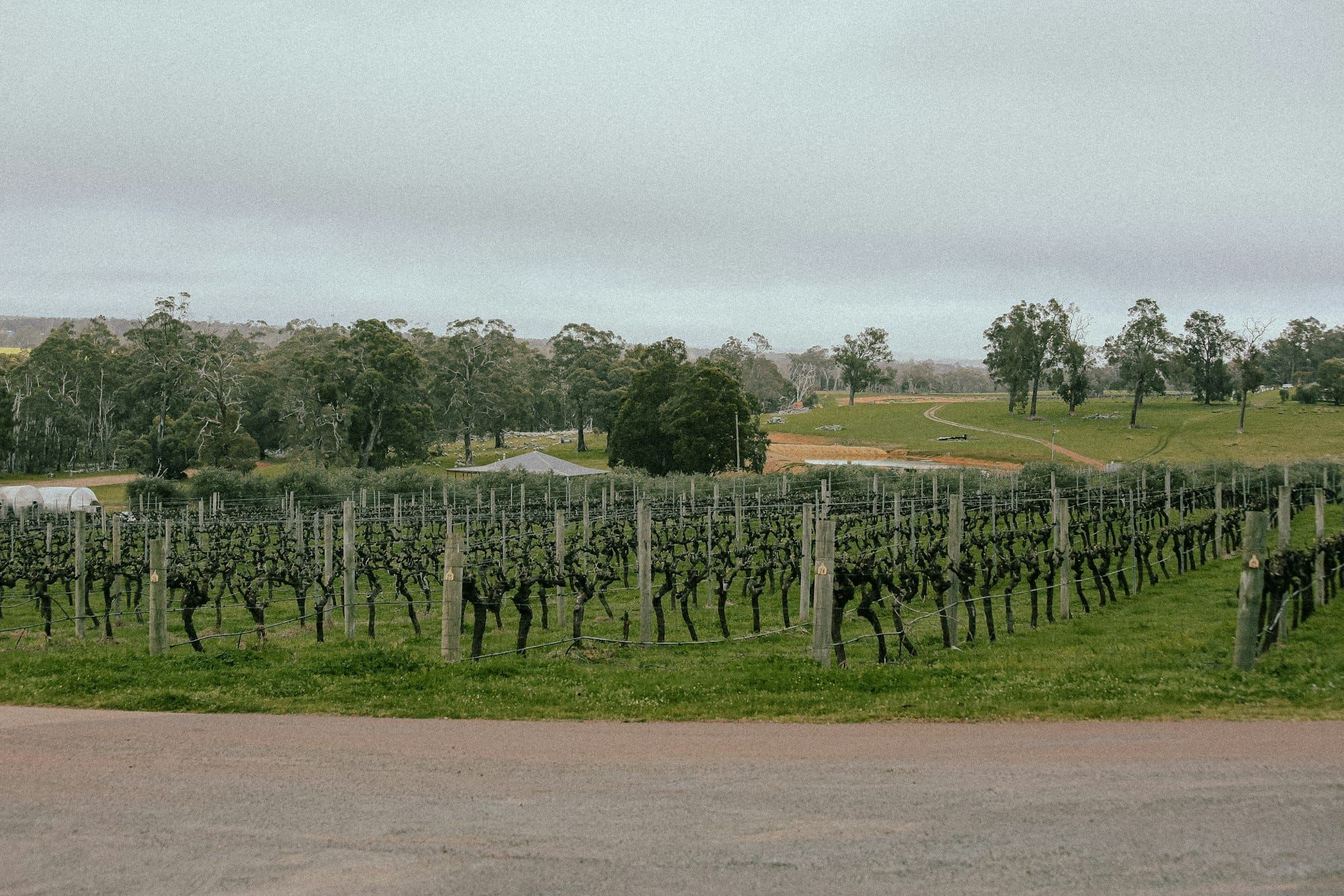 Rows of vines and gum trees at a vineyard in Frankland River, Western Australia